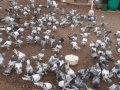 Eğitimli taklacı güvercinleri
