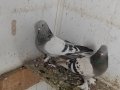 Ankara oyun kuşları 
