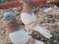 Bu kuşlar 30 yıllık soy ucurulup denenmiş sağlam kuşlardır  