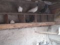 Süt Beyaz Güvercinler