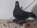 Arap kostüm güvercin hatasız