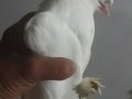 Beyazlar eş kuşlar 