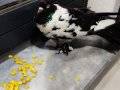 siyah beyaz paçalı güvercin yavru satılıksiyah beyaz paçalı 