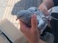 Sabuni  Yavru Güvercin eş 