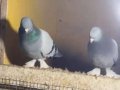 Taklacılar karışık güvercinler