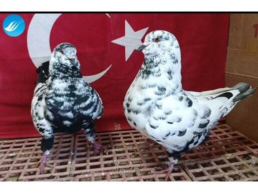 King takım eş yumurta alındı 