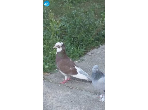 Çift Tepe Erkek Bayburt Güvercini