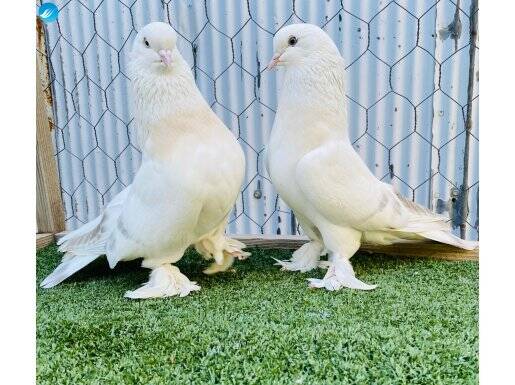 Kurenk Şebap Takım