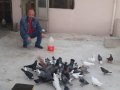 HERTURLU KUŞ BULUNUR ISTER TOPLU ISTER TEK TEK