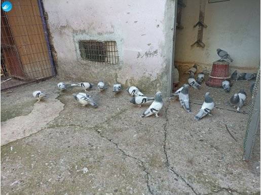 40 Adet Ankara Sarıkırır Güvercinlerimi Sahiplendiriyorum