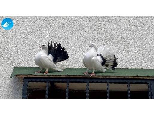 Karakuyruk safkan sağlıklı damızlık tavus güvercinler 