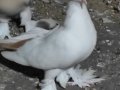 3 çift bir tek toplam 7 kuş 