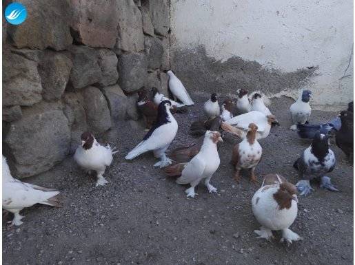 Tepeli tepesiz sari kirmizi kafa kuyruk ve komle kuslari