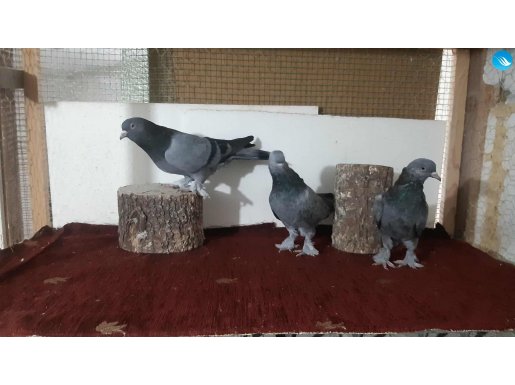 3 ADET OYUN KUŞU DUMANLILAR ANA, BABA, VE YAVRUSU