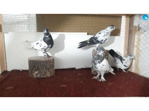 TOPLAM 4 ADET YÜKSEK UÇAN TİP KUŞLAR