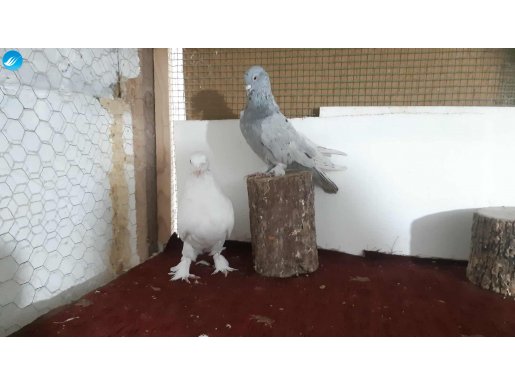 SEFERLİ KALİTELİ KÜLLÜ ERKEK, VE ÖNTEPE SEFERLİ BEYAZ ERKEK 