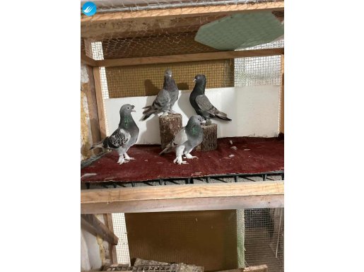 MİSKİ TAKIM EŞ SAATLİK KUŞLAR,ERKEK ÖNTEPE PERÇEMLİ DİŞİ DÜZ