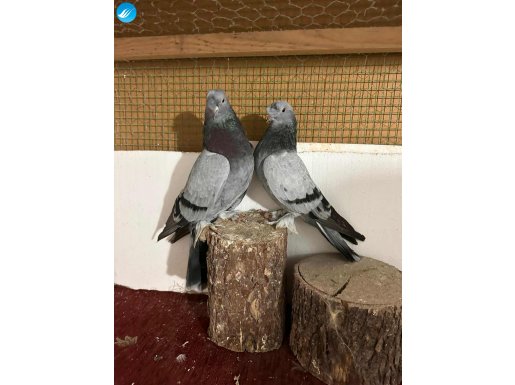 2 saat uçan Seferli Öntepe Takım Dumanlılar markalıdır. 