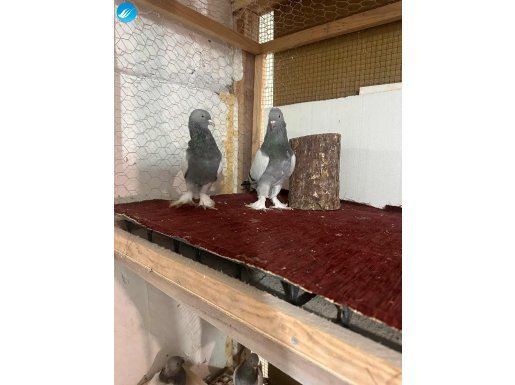 1 takım oyun kuşu sabuniler 