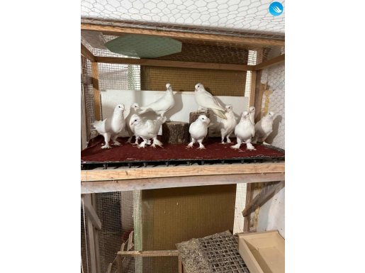 9 ADET BEYAZ İÇLERİNDE ÇOK İYİ KUŞLAR VAR TOPTAN VERİLECEK .