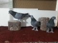 3 ADET OYUN KUŞU DUMANLILAR ANA, BABA, VE  YAVRUSU