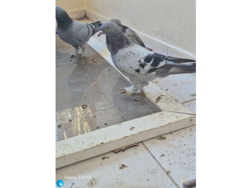 6 adet güvercinimi balkonda bakamadığım için vereceğim 