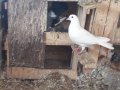 Beyaz Dönek dişi ve van mardini arka. Tepe erkek 