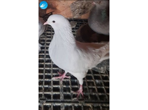 Oyun kusu 