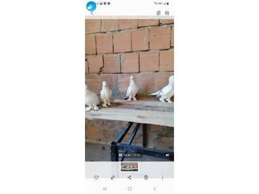 7 adet pal 4 disi 3 erkek