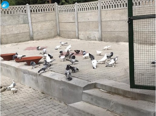 van çillisi ve mardin taklacısı bulunur 