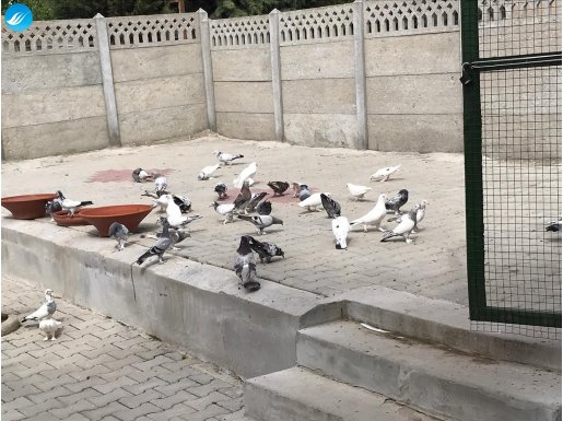 van çillisi ve mardin taklacısı bulunur 