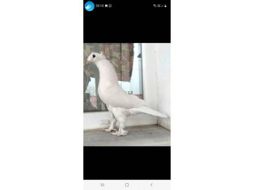 Beyaz Çifttepe Erkek