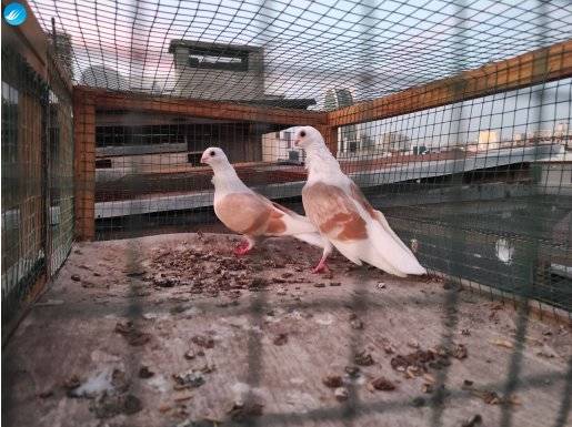 Takım tertemiz yavru yumurta garantili limon bangolar