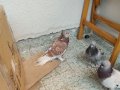 4 kuşum var hepsi satılık fiyatı siz belirleyin uyarm
