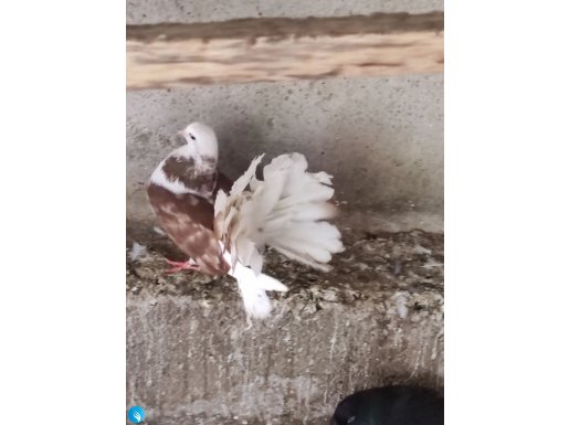Rakkas sepet tavus kanrik kırk kuyruk