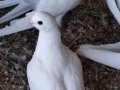 Selçuklu taklambaci pirinç dıkdık taklambac konya kuşu antik