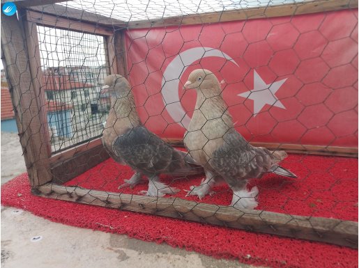 ırak ambari