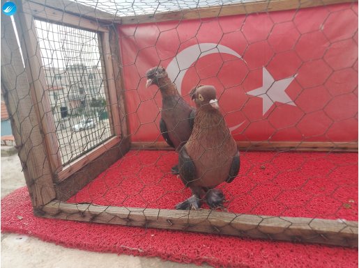 kızıl platin arka tepeli 