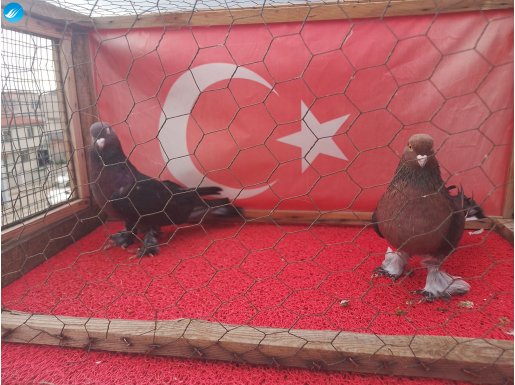kara kanat çakmaklı