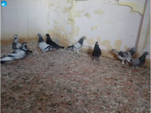 8 kuş 