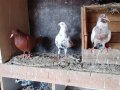 Denizli tokuru