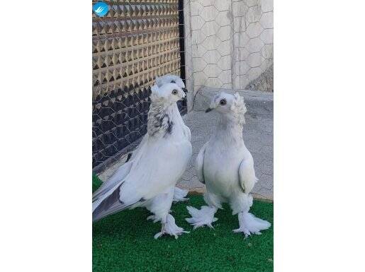 Takım bulut Aksaray merkez 