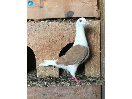 Çeşitli renk ve ırklarda satılık postalar 