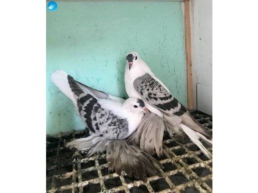 Süs güvercini çeşitleri çaykalar