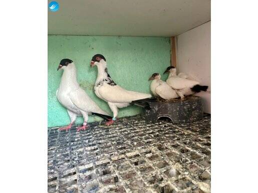 Helmet Denmark postası