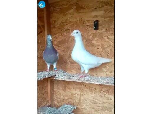 Hazır eş 2 tkm posta 