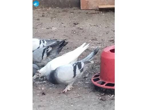 Mavi kanatları çekik geldiğinde uçur güzel kan.