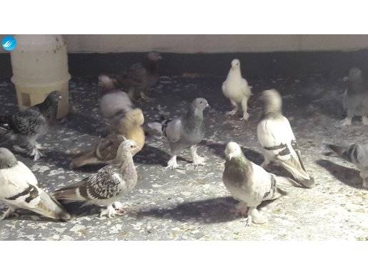 Sökük Oyun Kuşları