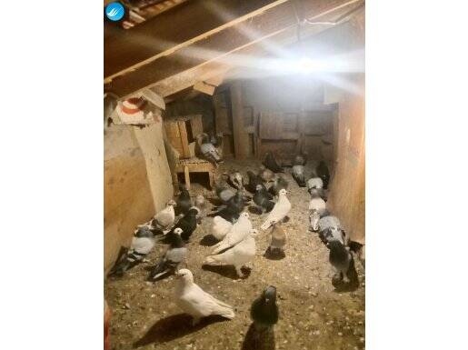 HER TÜRLÜ GÜVERCİN MEVCUTTUR.