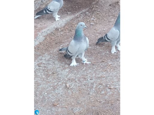 Oyun kuşu. çoğaldığı için verilecektir. 